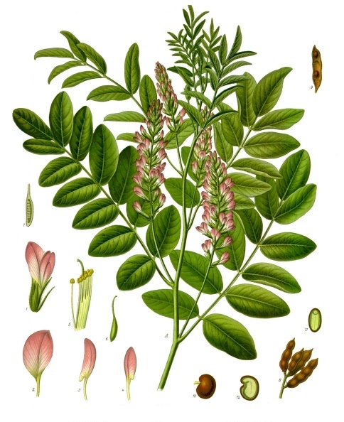 甘草根