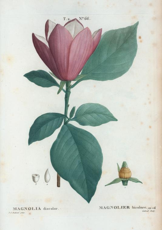 紫玉蘭花蕾
